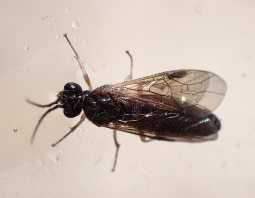 Priophorus compressicornis